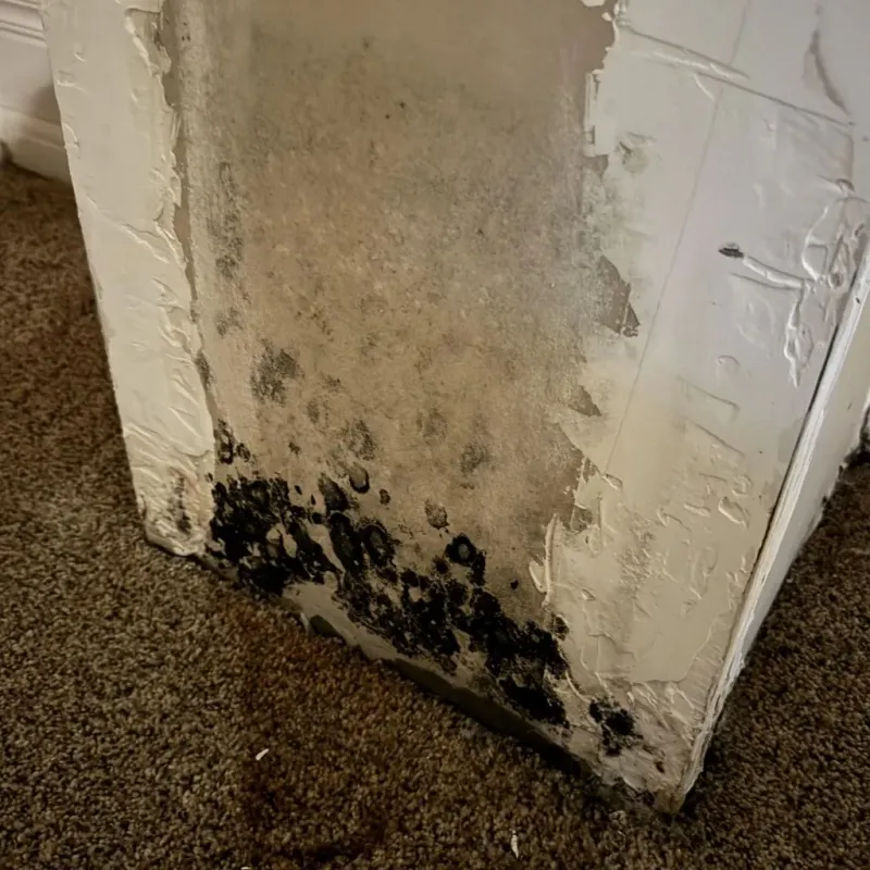 Professional Mold Removal in Allen County, KS